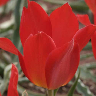 Plantes Vivaces TULIPA praestans 'Fusilier' - Tulipe en vente - Pépinière Lepage .