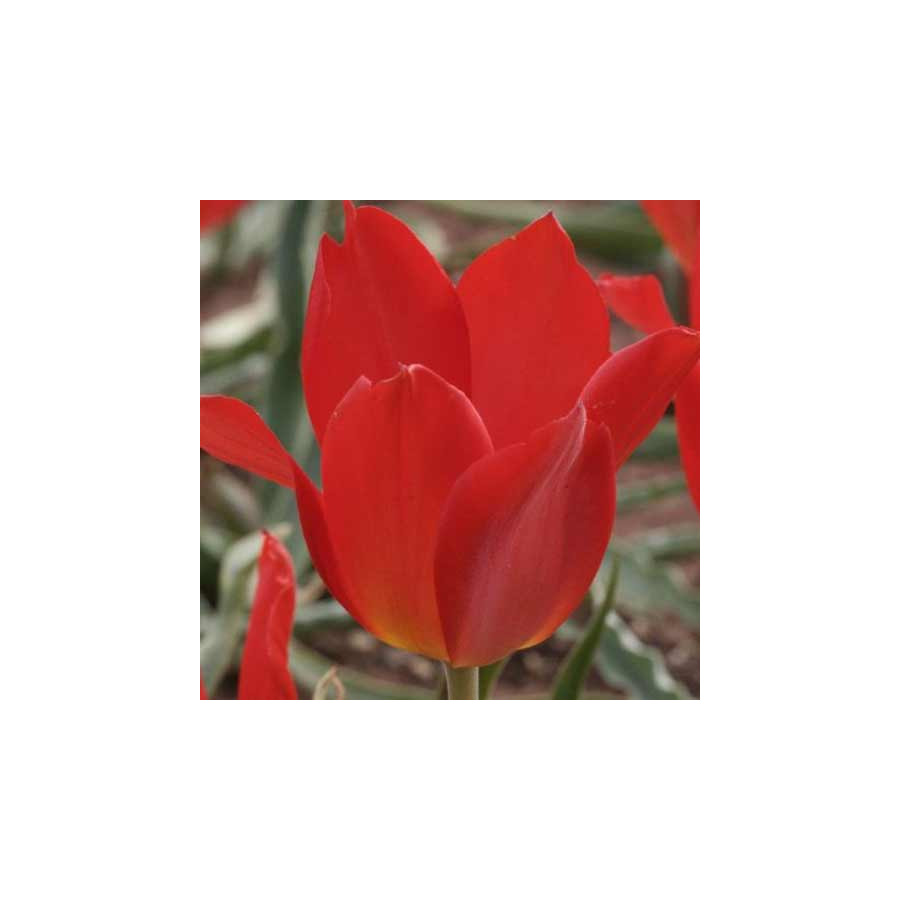 Plantes Vivaces TULIPA praestans 'Fusilier' - Tulipe en vente - Pépinière Lepage .