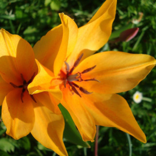 Plantes Vivaces TULIPA praestans 'Shogun' - Tulipe en vente - Pépinière Lepage .