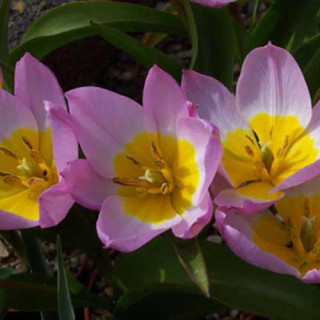 Plantes Vivaces TULIPA saxatilis - Tulipe en vente - Pépinière Lepage .