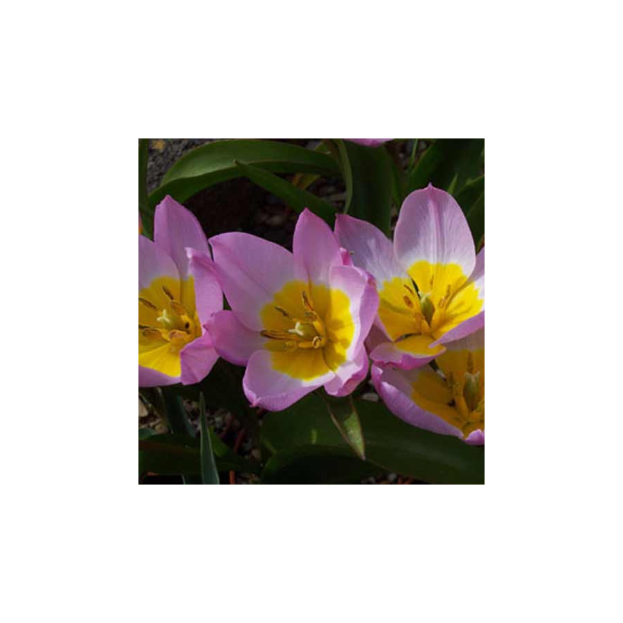 Plantes Vivaces TULIPA saxatilis - Tulipe en vente - Pépinière Lepage .
