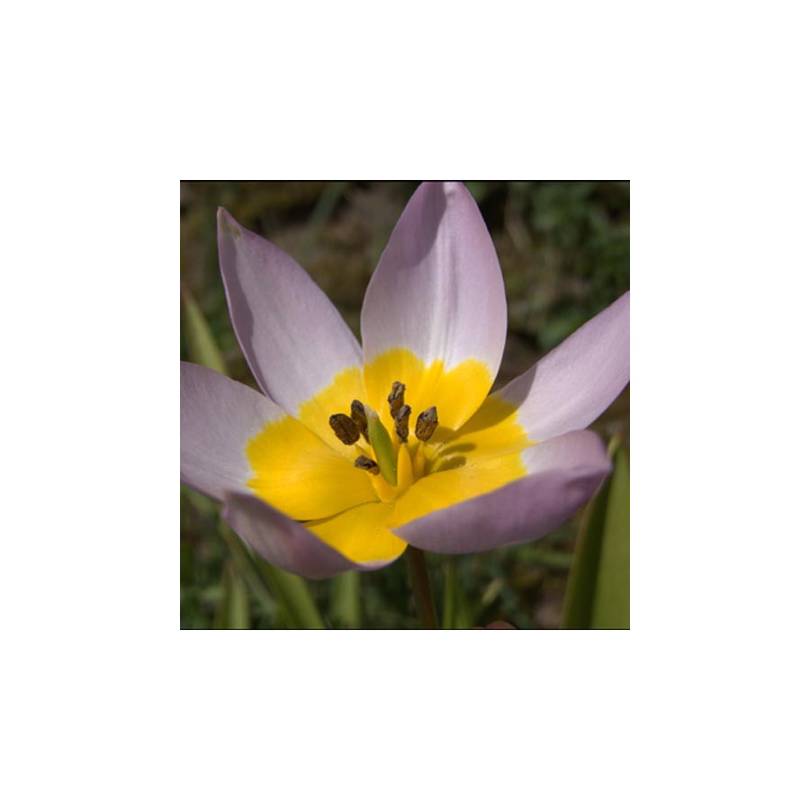 Plantes Vivaces TULIPA saxatilis 'Lilac Wonder' - (Bakeri Group) en vente - Pépinière Lepage .
