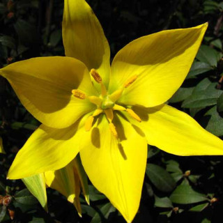 Plantes Vivaces TULIPA sylvestris - Tulipe des bois en vente - Tulipe sauvage en vente - Pépinière Lepage .