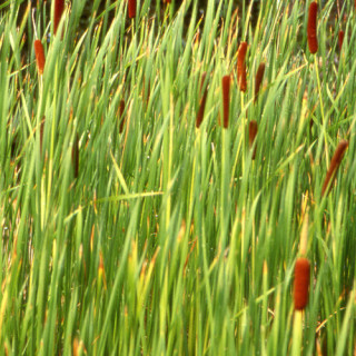 Plantes Vivaces TYPHA angustifolia - Massette à feuilles étroites en vente - Pépinière Lepage .