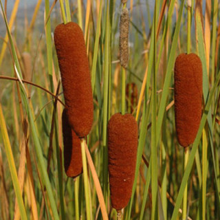Plantes Vivaces TYPHA laxmannii - Massette en vente - Pépinière Lepage .