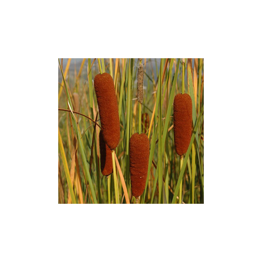 Plantes Vivaces TYPHA laxmannii - Massette en vente - Pépinière Lepage .