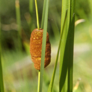 Plantes Vivaces TYPHA minima - Massette en vente - Massette naine en vente - Pépinière Lepage .