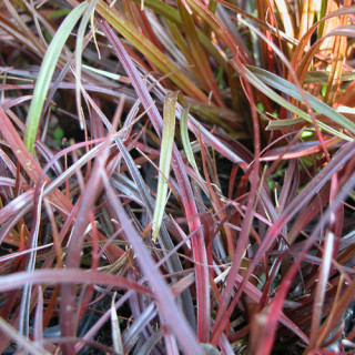 Plantes Vivaces UNCINIA rubra en vente - Pépinière Lepage .