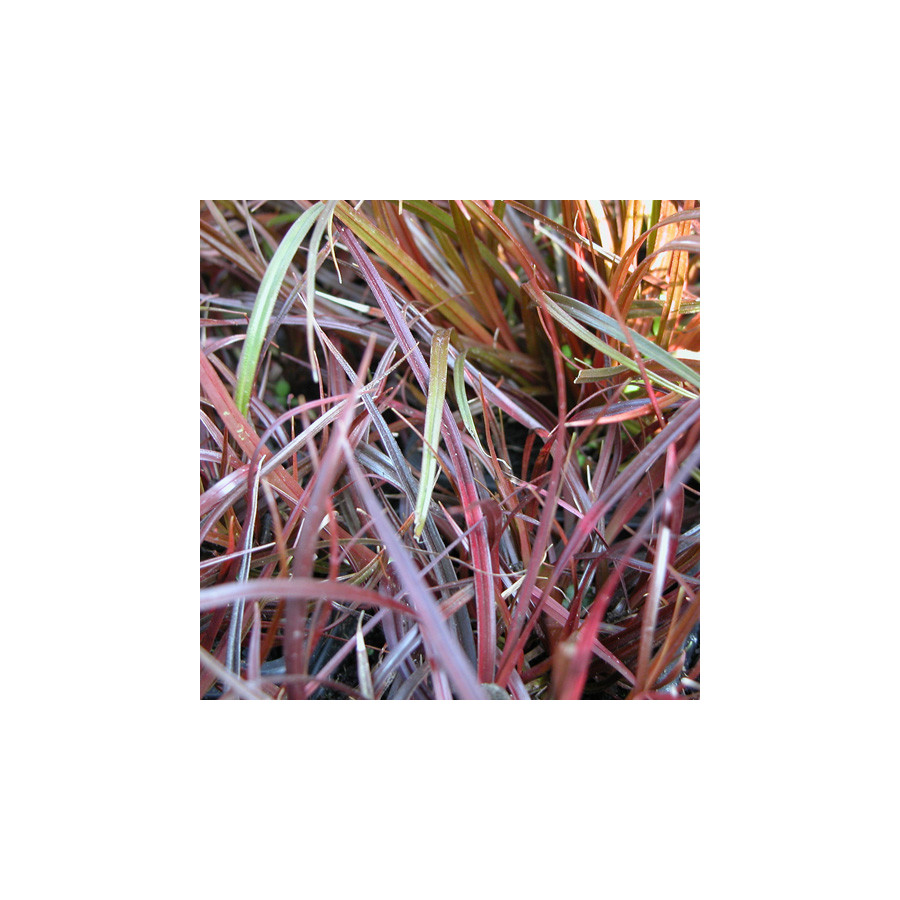 Plantes Vivaces UNCINIA rubra en vente - Pépinière Lepage .