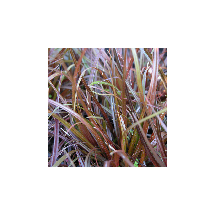 Plantes Vivaces UNCINIA rubra en vente - Pépinière Lepage .