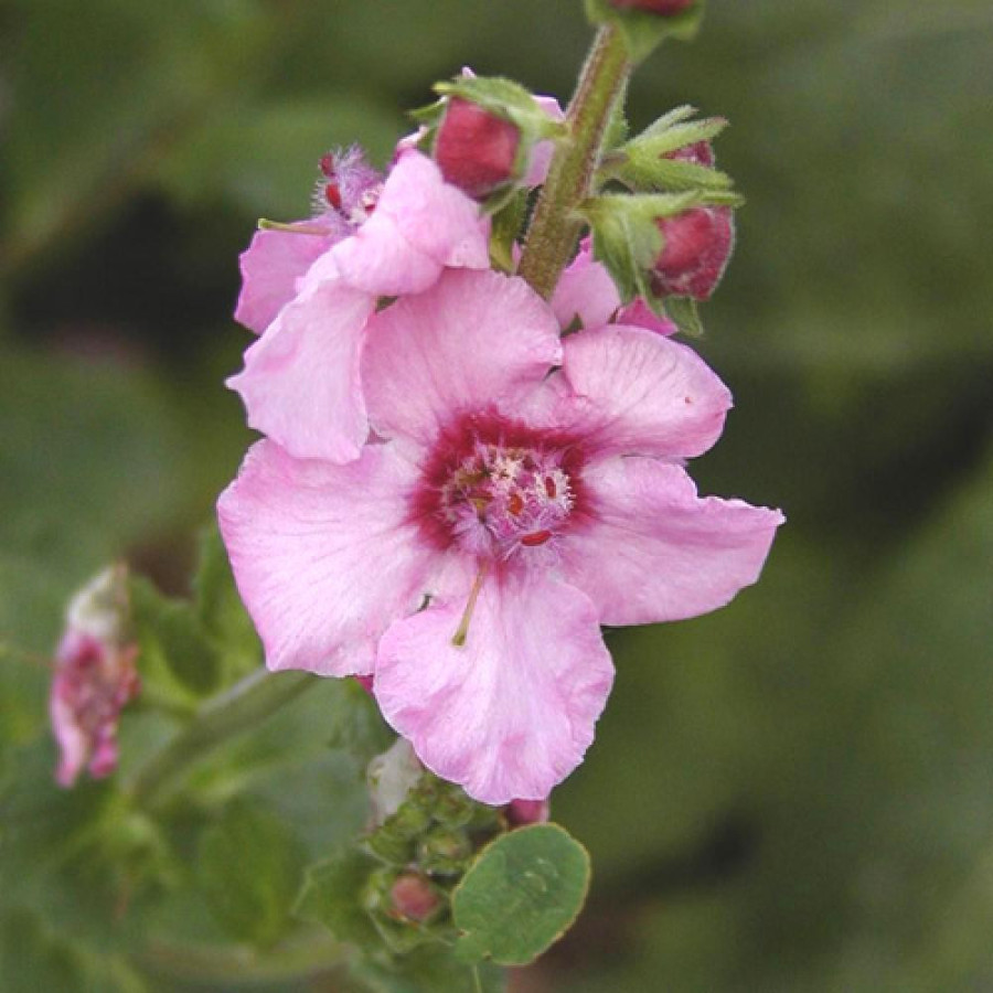 Plantes Vivaces VERBASCUM 'Pink Domino' - Molène en vente - Pépinière Lepage .