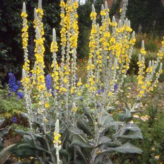 Plantes Vivaces VERBASCUM bombyciferum - Molène en vente - Pépinière Lepage .
