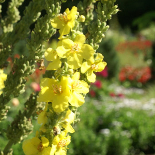 Plantes Vivaces VERBASCUM olympicum - Molène en vente - Pépinière Lepage .