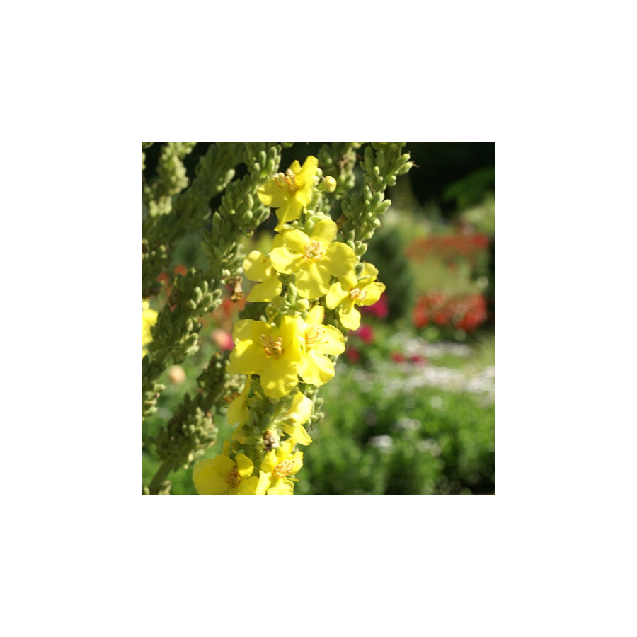 Plantes Vivaces VERBASCUM olympicum - Molène en vente - Pépinière Lepage .