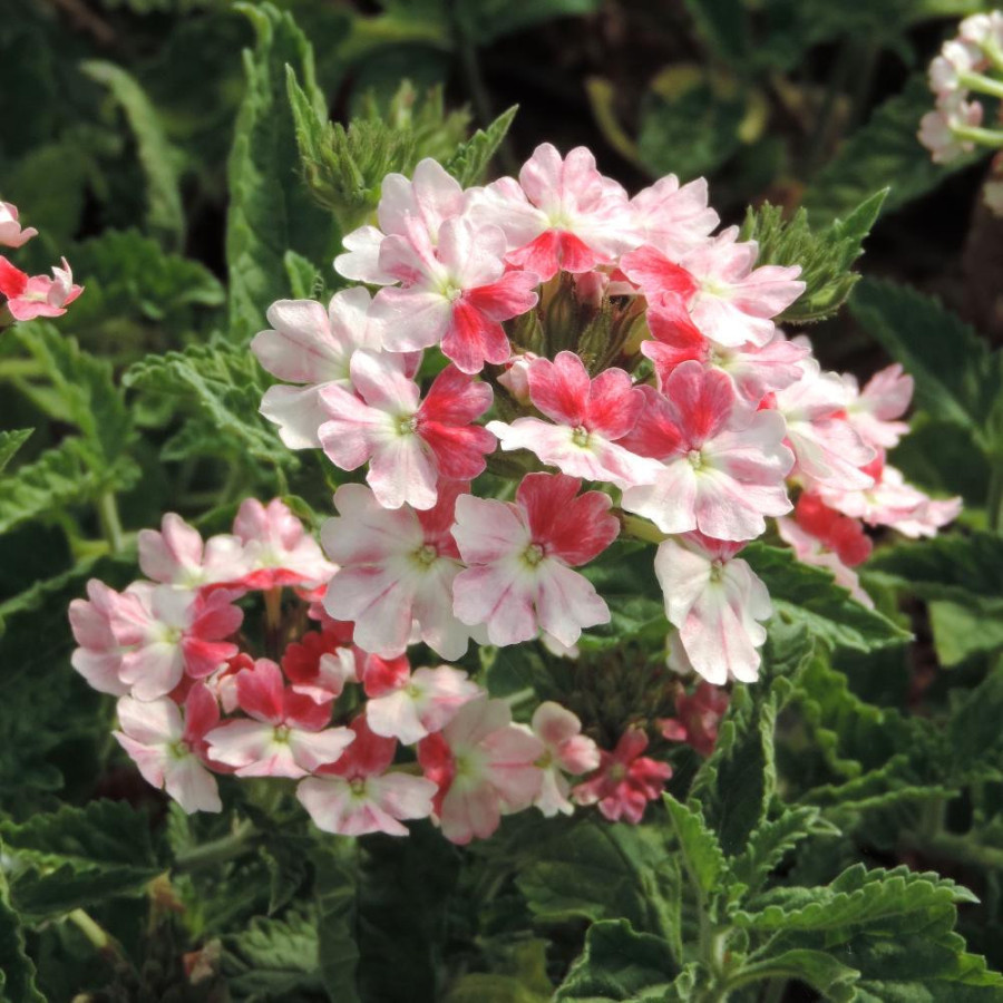 Plantes Vivaces VERBENA 'Pink Parfait' - Verveine en vente - Pépinière Lepage .