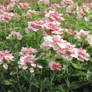 Plantes Vivaces VERBENA 'Pink Parfait' - Verveine en vente - Pépinière Lepage .