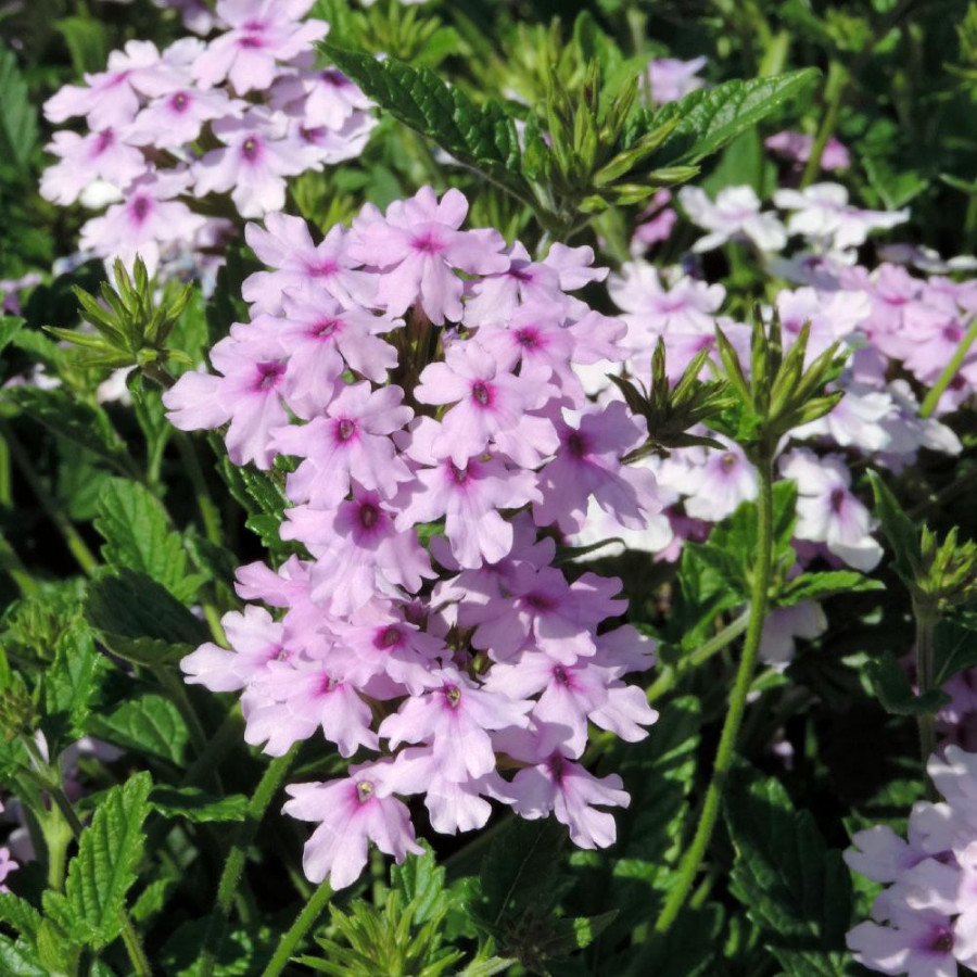 Plantes Vivaces VERBENA 'Seabrook's Lavender' ® en vente - Pépinière Lepage .