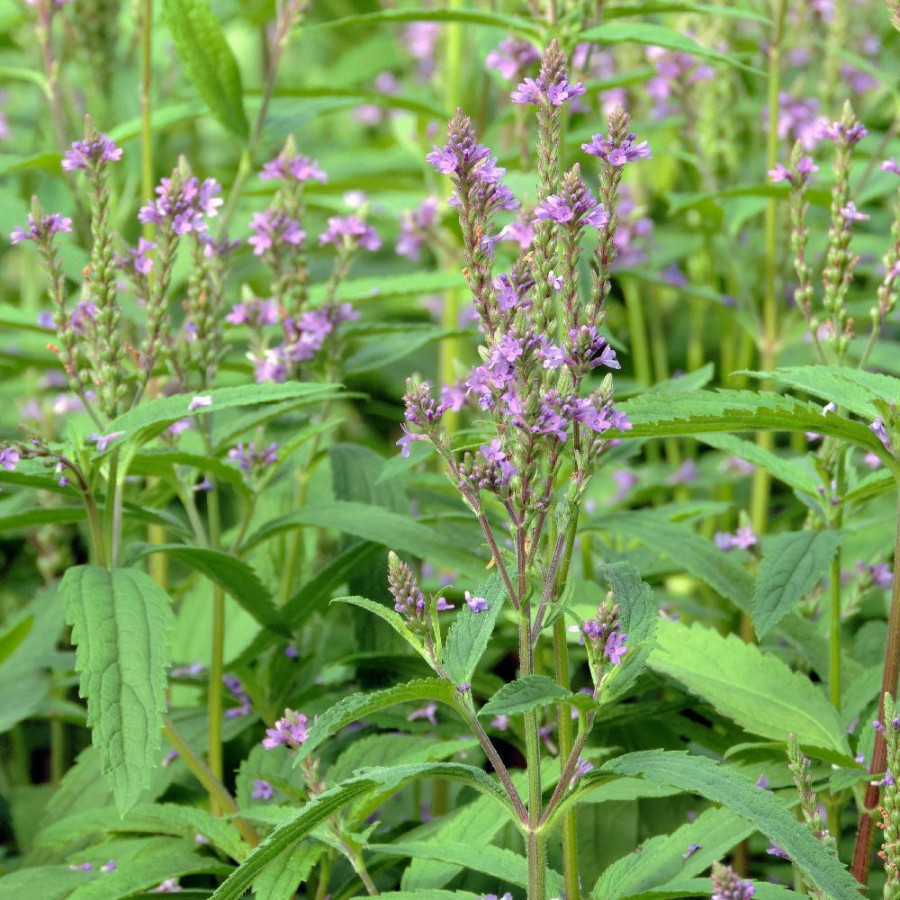 Plantes Vivaces VERBENA hastata 'Blue Spires' - Verveine en vente - Pépinière Lepage .