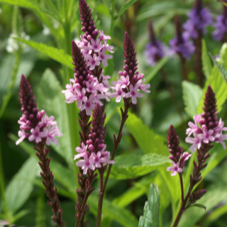 Plantes Vivaces VERBENA hastata f. rosea 'Pink Spires' - Verveine en vente - Pépinière Lepage .