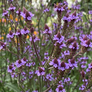 VERBENA macdougalii 'Lavender Spires'