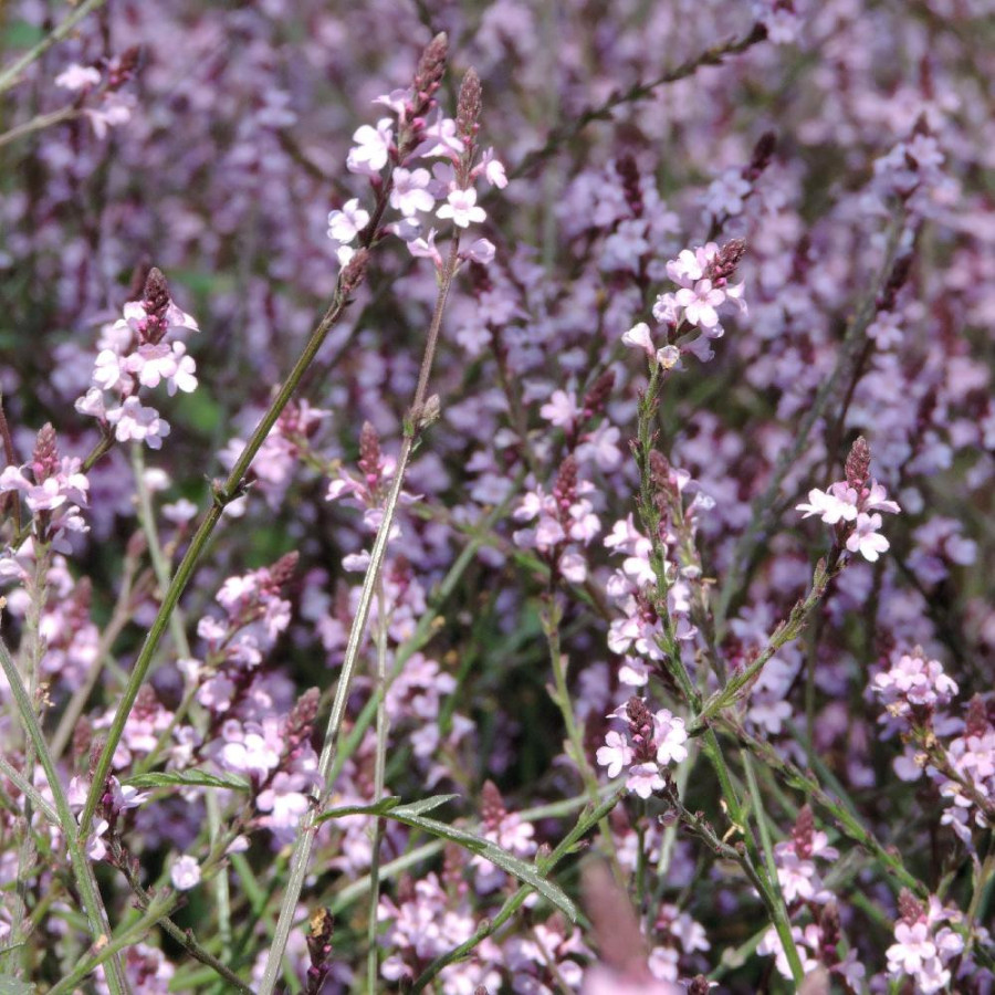 VERBENA officinalis var. grandiflora 'Bampton'