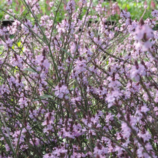 VERBENA officinalis var. grandiflora 'Bampton'