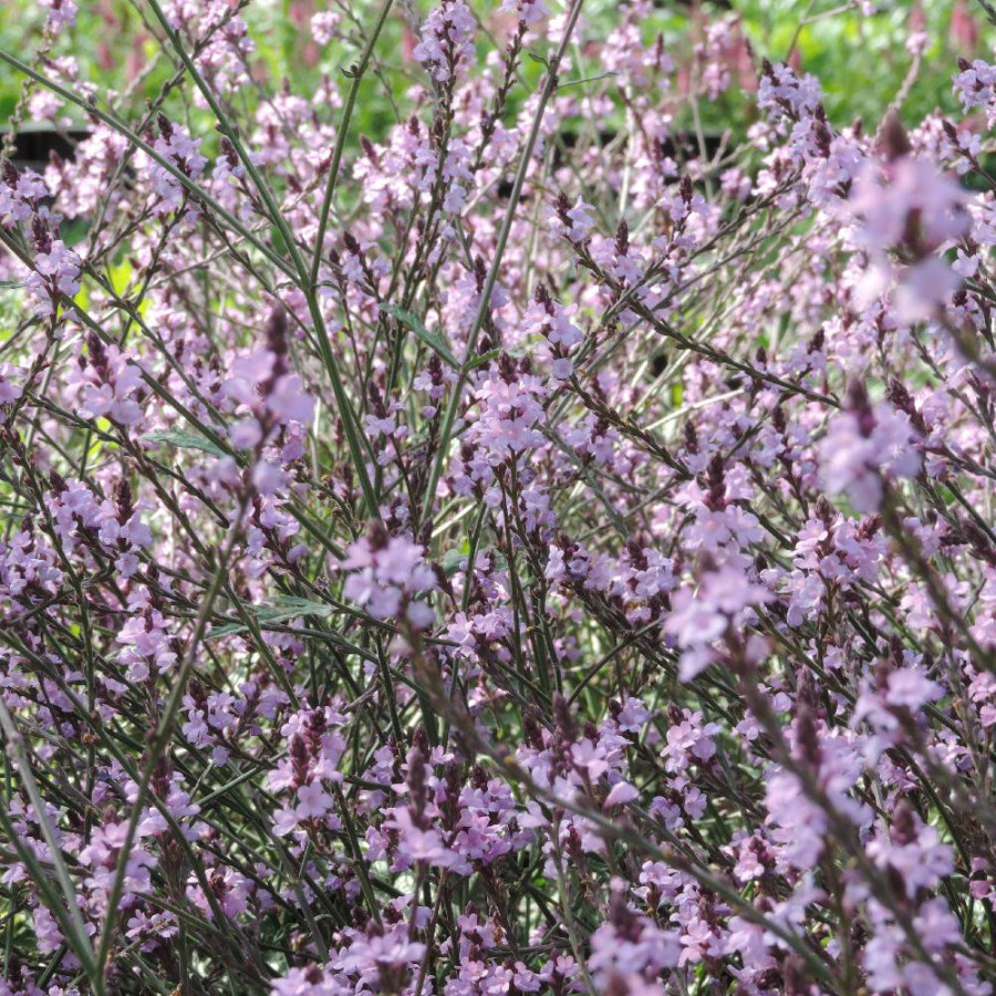 VERBENA officinalis var. grandiflora 'Bampton'