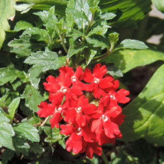 VERBENA peruviana