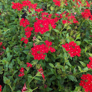 VERBENA peruviana