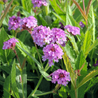 VERBENA rigida