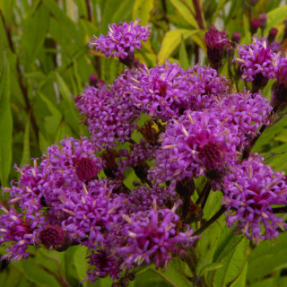 Plantes Vivaces VERNONIA crinita - Vernone en vente - Pépinière Lepage .
