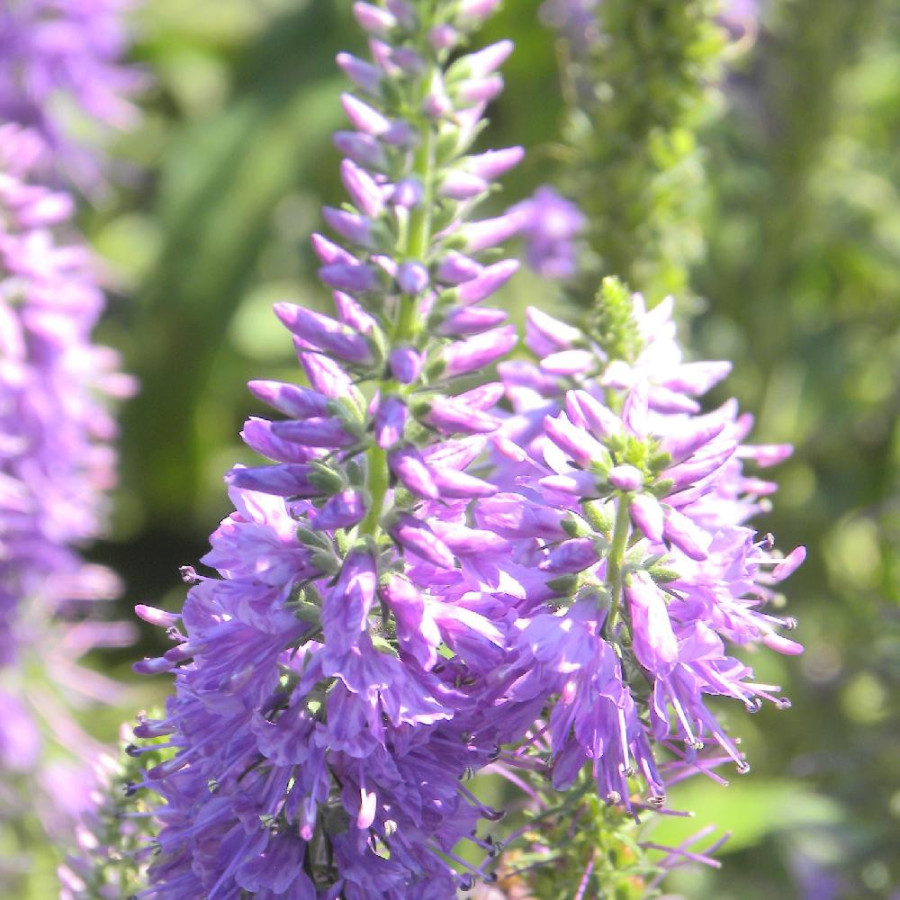 Plantes Vivaces VERONICA longifolia 'Lilac Fantasy' - Véronique en vente - Pépinière Lepage .