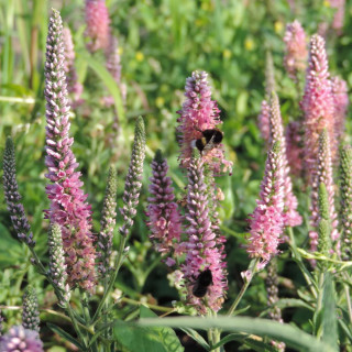 VERONICA spicata 'Heidekind'