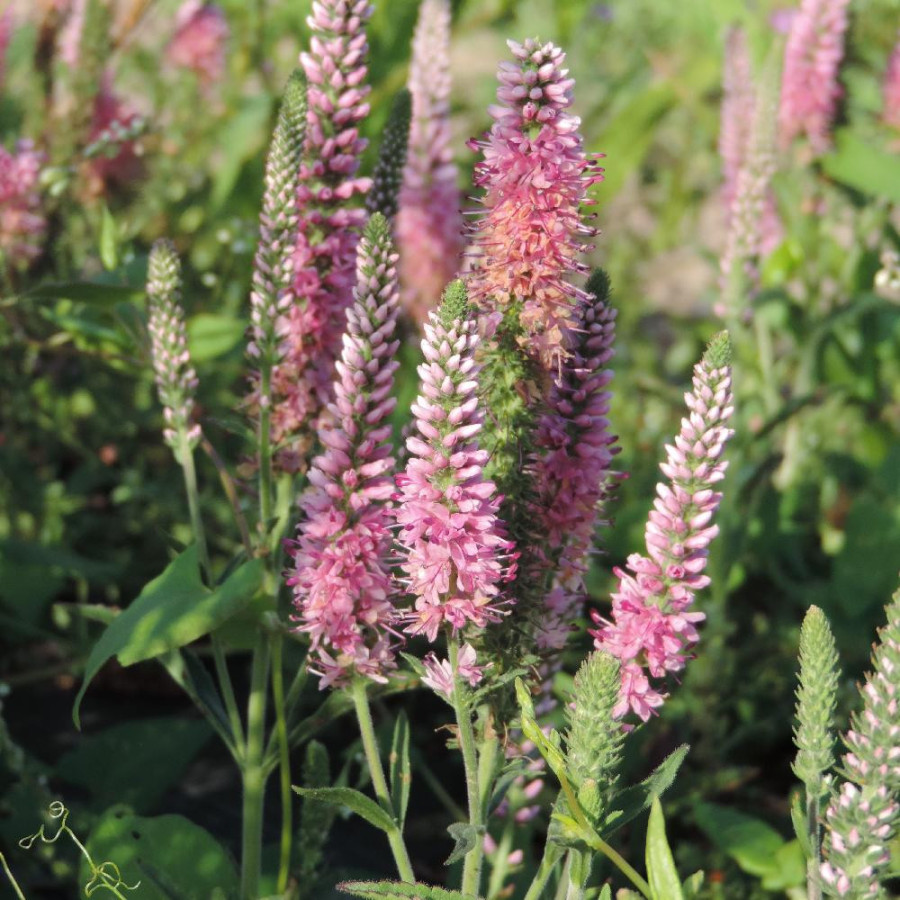 Plantes Vivaces VERONICA spicata 'Heidekind' - Véronique en vente - Pépinière Lepage .