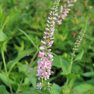 Plantes Vivaces VERONICA spicata 'Pink Damask' - Véronique en vente - Pépinière Lepage .