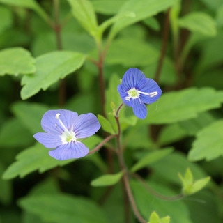 Plantes Vivaces VERONICA umbrosa 'Georgia Blue' (V. pedunculata) - Véronique en vente - Pépinière Lepage .