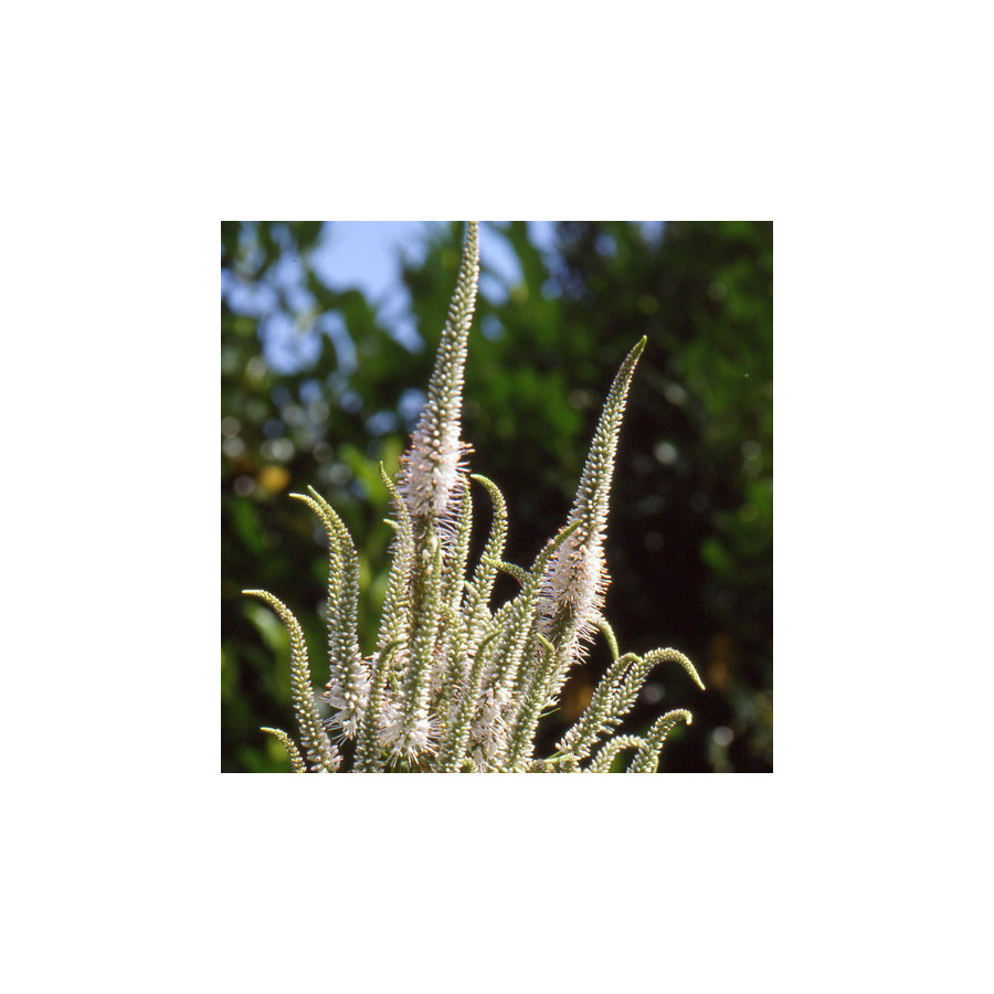 Plantes Vivaces VERONICASTRUM virginicum 'Album' en vente - Pépinière Lepage .