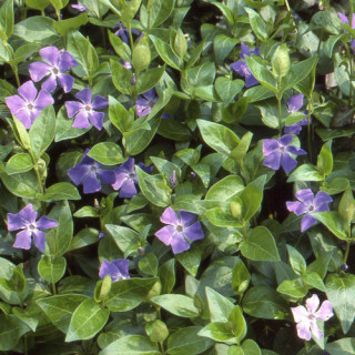 VINCA major