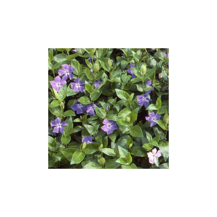 Plantes Vivaces VINCA major - Grande pervenche en vente - Pépinière Lepage .