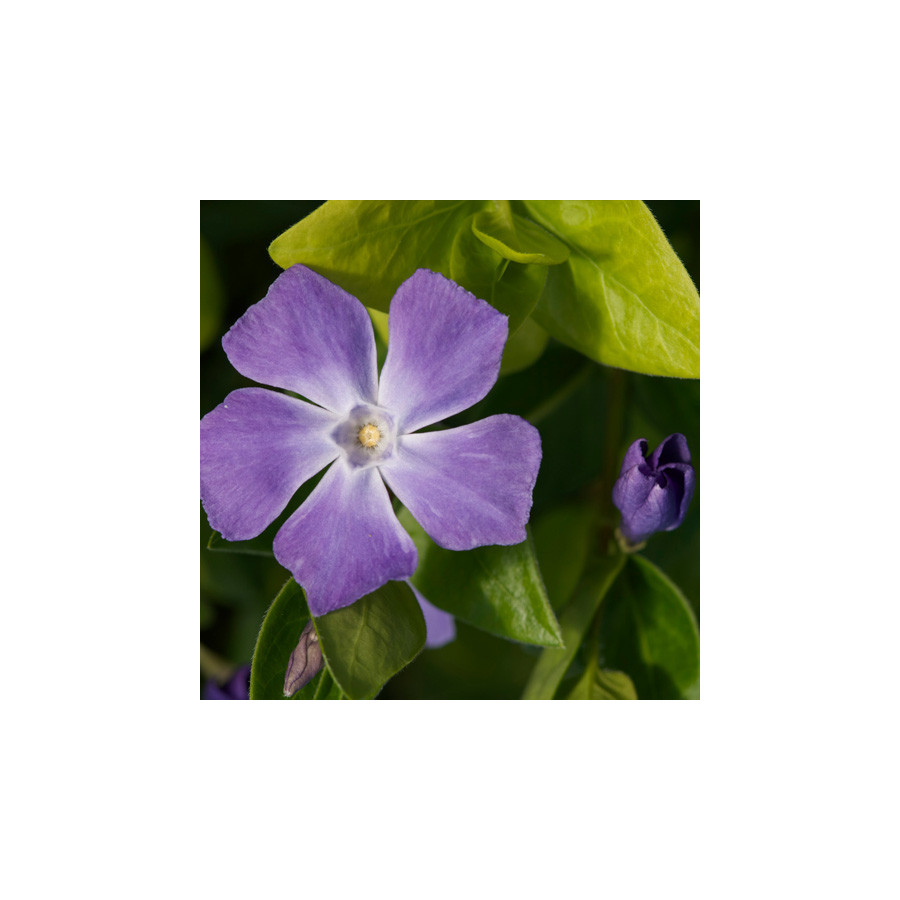 Plantes Vivaces VINCA major - Grande pervenche en vente - Pépinière Lepage .