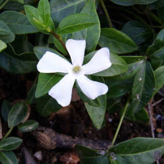 Plantes Vivaces VINCA major 'Alba' - Pervenche en vente - Grande pervenche en vente - Pépinière Lepage .