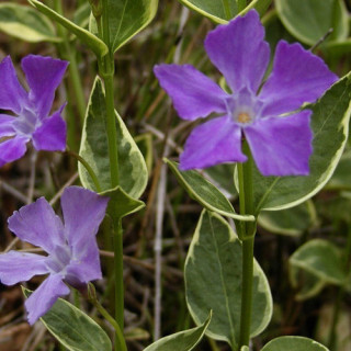 VINCA major 'Variegata'