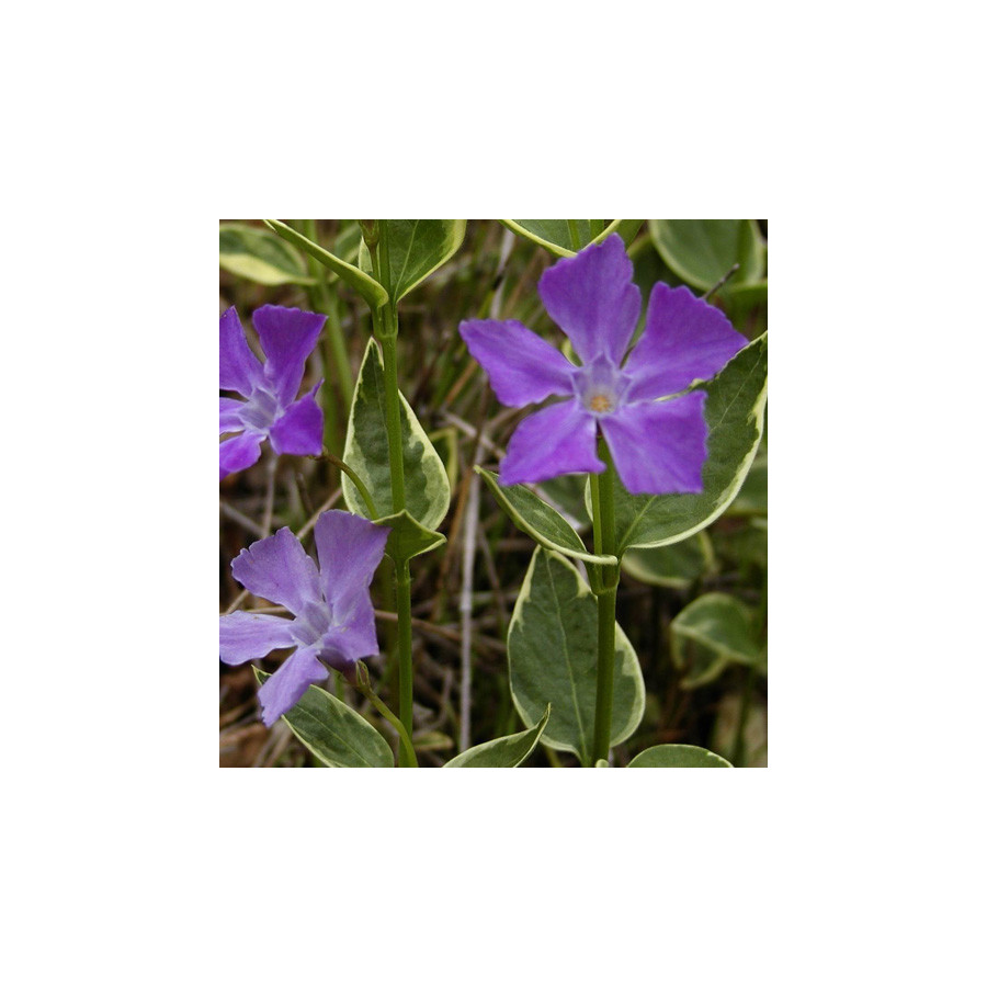 Plantes Vivaces VINCA major 'Variegata' - Pervenche en vente - Grande pervenche en vente - Pépinière Lepage .