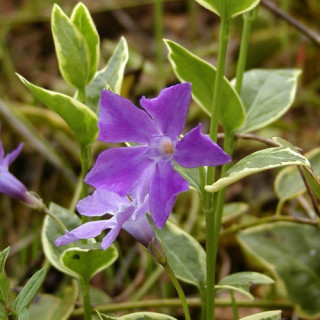 Plantes Vivaces VINCA major 'Variegata' - Pervenche en vente - Grande pervenche en vente - Pépinière Lepage .