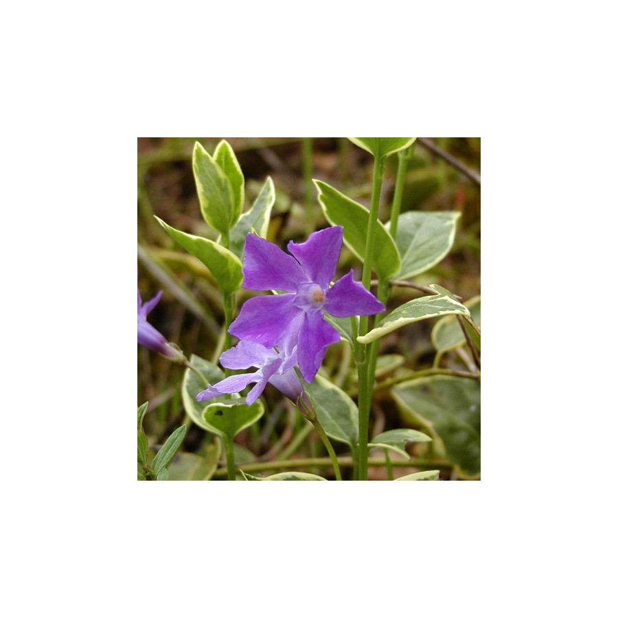 Plantes Vivaces VINCA major 'Variegata' - Pervenche en vente - Grande pervenche en vente - Pépinière Lepage .
