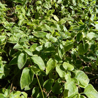 Plantes Vivaces VINCA major 'Variegata' - Pervenche en vente - Grande pervenche en vente - Pépinière Lepage .
