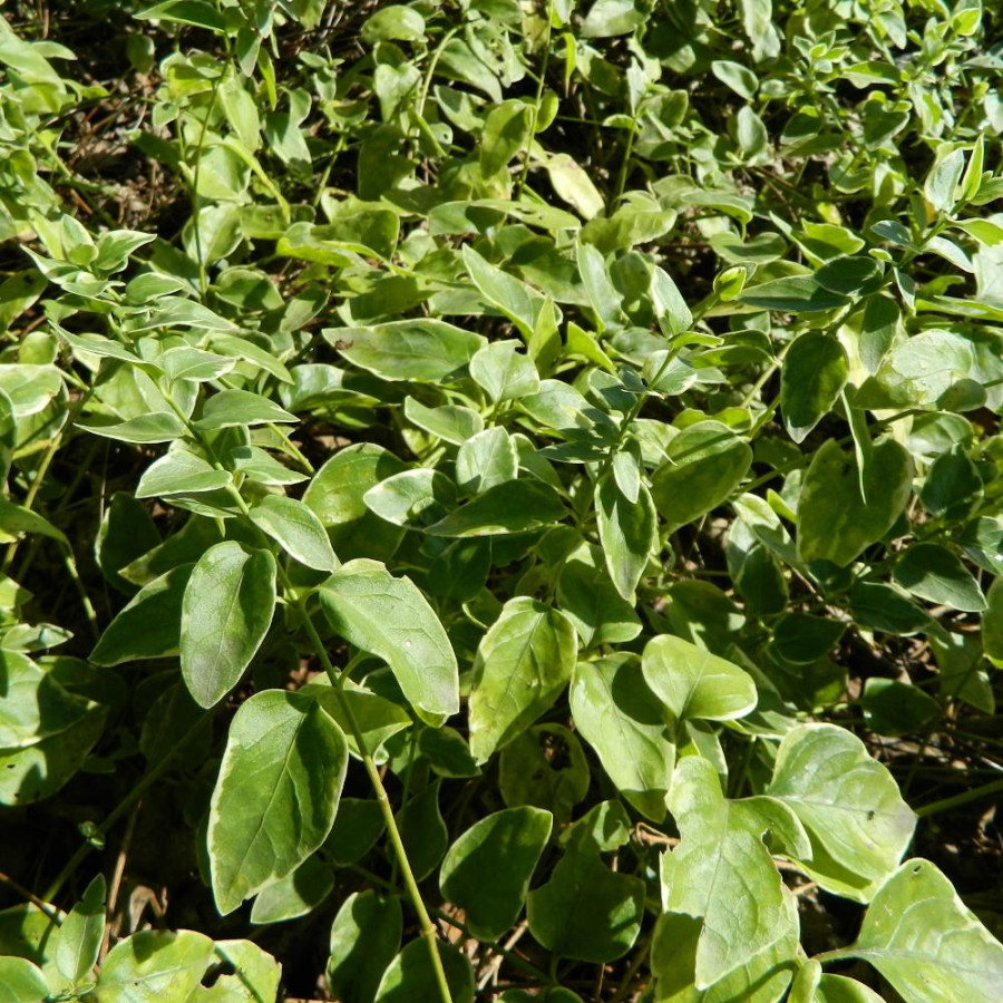 Plantes Vivaces VINCA major 'Variegata' - Pervenche en vente - Grande pervenche en vente - Pépinière Lepage .