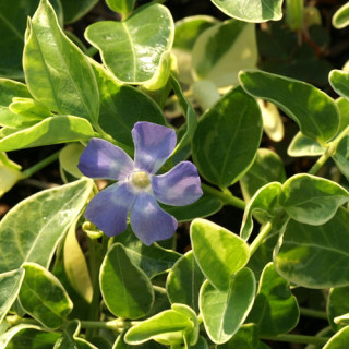 Plantes Vivaces VINCA minor 'Argenteovariegata' - Pervenche en vente - Petite pervenche en vente - Pépinière Lepage .