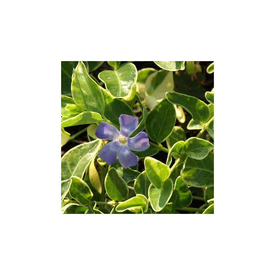 Plantes Vivaces VINCA minor 'Argenteovariegata' - Pervenche en vente - Petite pervenche en vente - Pépinière Lepage .