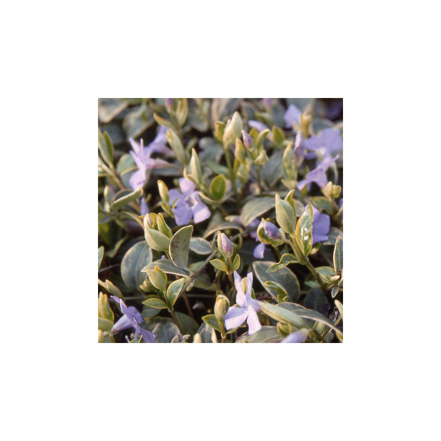 Plantes Vivaces VINCA minor 'Argenteovariegata' - Pervenche en vente - Petite pervenche en vente - Pépinière Lepage .